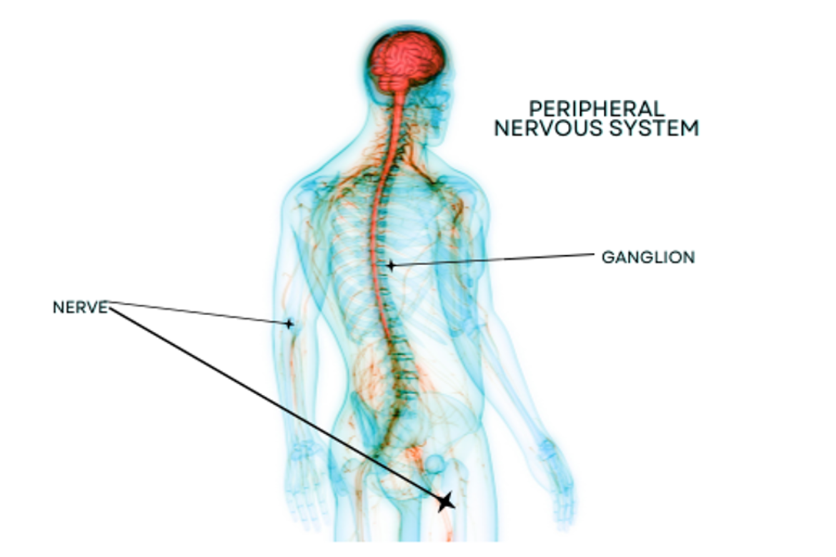 Peripheral Nerve Stem Coding