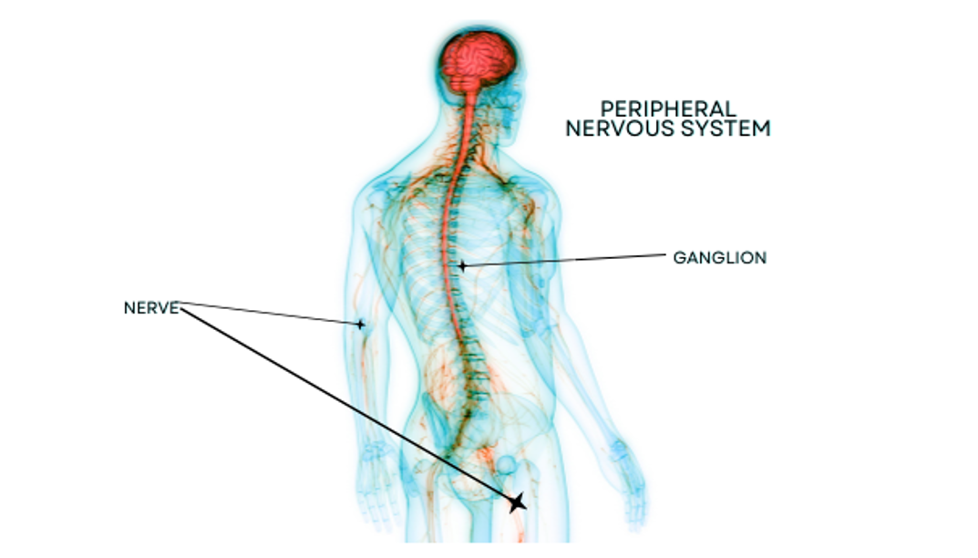 Peripheral Nerve Stem Coding